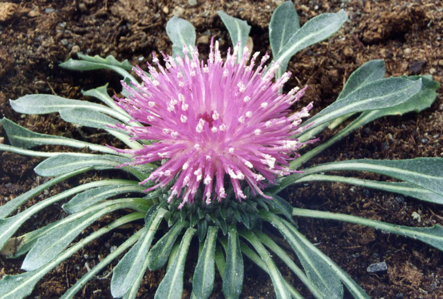 Jurinea moschus ssp moschus en fleurs sur les pelouses sèches des montagnes du Caucase